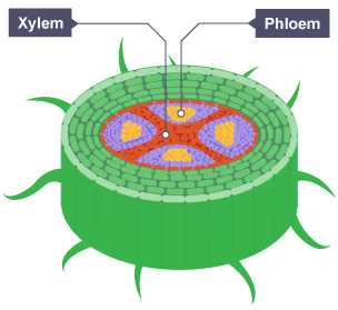 the diagram shows the stem of a plant. which transport tissue is shown by label a?